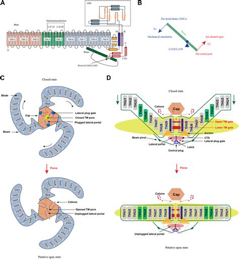 Frontiers Piezo Channels In The Intestinal Tract