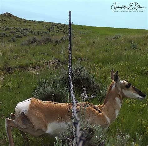 Pronghorn Sliding Under A Fence Bliss Photographics Pronghorn