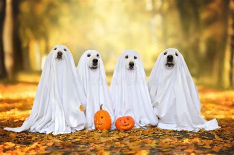 Dogs Wearing Costumes Stock Photos Free And Royalty Free Stock Photos