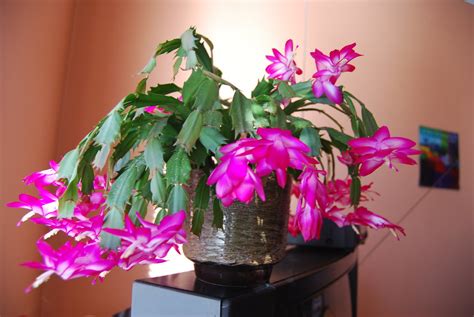 Holiday Cactus Schlumbergera Truncata See The Wikipedia Flickr