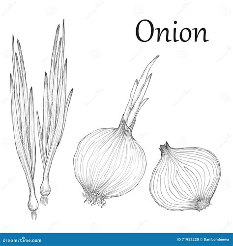 Onion Hand Drawn Set Vintage Retro Background With Sketch Onions