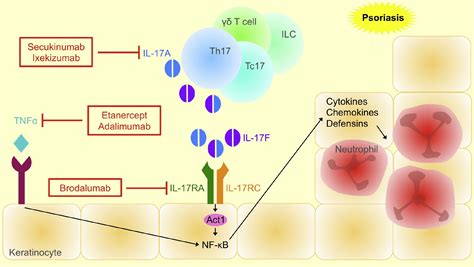 Il 17 For Therapy Journal Of Dermatological Science