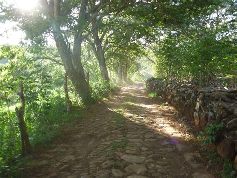 A Dirt Road Surrounded By Trees On Both Sides With Rocks And Grass