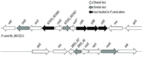 Genome Structure Containing The Cytolethal Distending Toxin