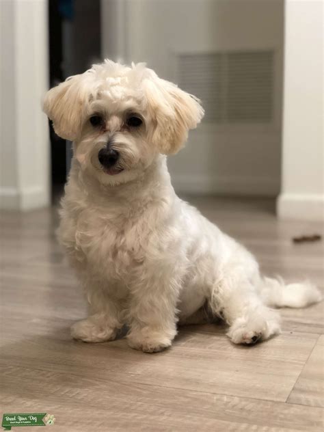 White Havanese Stud Dog In New Jersey The United States Breed Your Dog