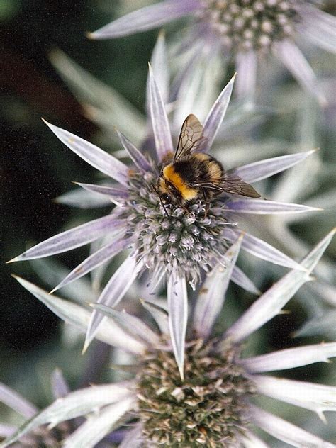 Bumble Bee Steen Jeppesen Flickr