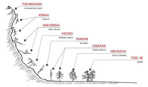 Great Explanation And Visualization Of Bonsai Styles Succulent Bonsai