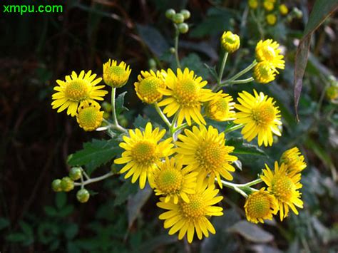 野菊花图片野菊花种植野菊花种类 动植物