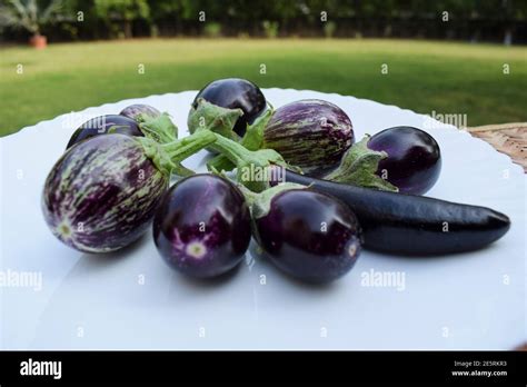 Three Different Variety Types Of Brinjals Also Called Eggplants And