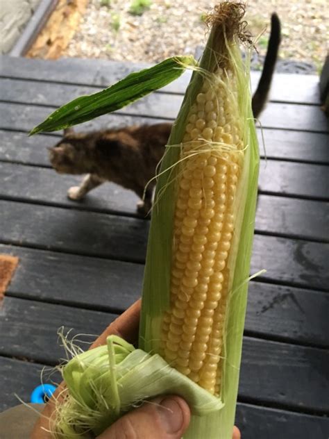 Corn, Melons, and Tomatoes Oh My - Terra Fauna Farm