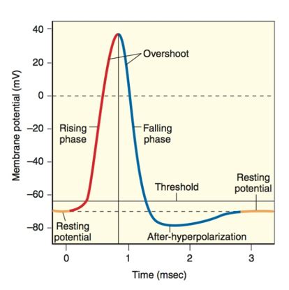 Action Potential Flashcards Quizlet