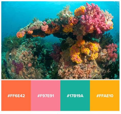 Free Sea Coral Reef Color Palettes