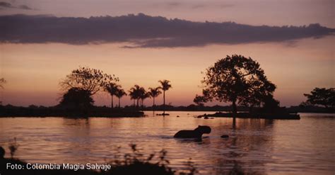 Colombia Magia Salvaje La Película Que Descubrió Lo Más Bello Del País