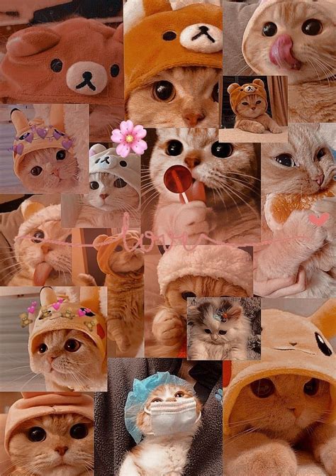 Ben Yapt M Takip Etmeden Ve Ald M Demeden Alma Cute Cat Wallpaper