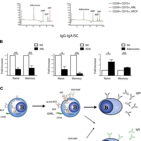 Selective Cd73 Defect In B Cells From Cvid Patients Download