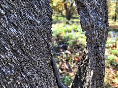 Free Images Tree Nature Forest Branch Wood Leaf Flower Trunk