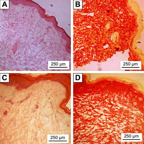 Histology Sections Stained In Hematoxylin And Eosin A C And Pico