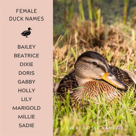 200+ Best Duck Names (Cute, Funny, and Quack-tastic) - Every Little Name