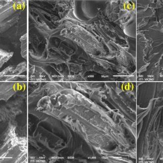 Sem Images Of Tensile Fractured Surface Of Pa Composite Reinforced