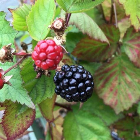 Blackberry Triple Crown Thornless 40 60cm Pot Grown Rubus Fruticosus Triple Crown