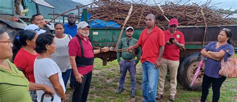 Region Nine Farmers Receive Cassava Planting Materials Ministry Of Agriculture