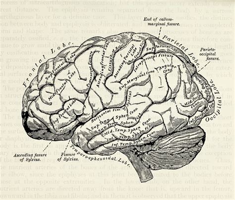 Pin By Fatoom On Nature Aesthetic Brain Anatomy Medical Drawings