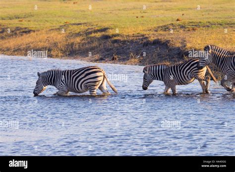 Zebras Crossing Chobe River Glowing Warm Sunset Light Wildlife Safari