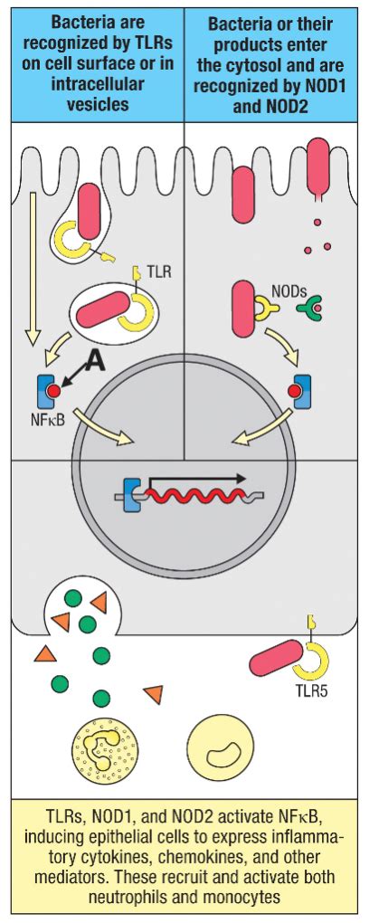 Solved . Identify the molecule labelled A in the figure | Chegg.com
