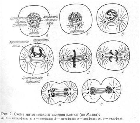 1. Амитоз