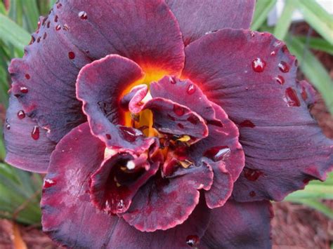 Лилейник Вуду Дэнсер (Voodoo Dancer) - саженцы купить в Минске ...