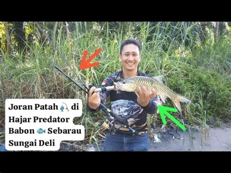 JORAN PATAH STRIKE PREDATOR SEBARAU HAMPALA PAKAI LURE MINNOW