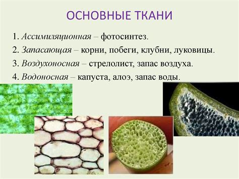 Ботаника для ЕГЭ - презентация онлайн
