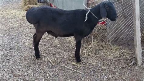 Козу кочкор сатылат линия Красавчик 7-айлык Кулак 21-22 адрес Каракол ...