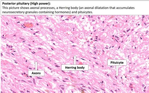 Posterior Pituitary Histology