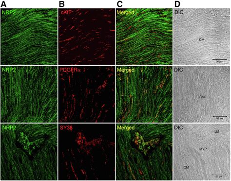 Figure From Neuropilin Is A Novel Regulator Of Distal Colon