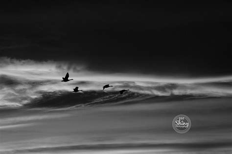 Geese Flying Across Sunset Lit Clouds Nature Photography Print Fine Art Decor Colorado - Etsy