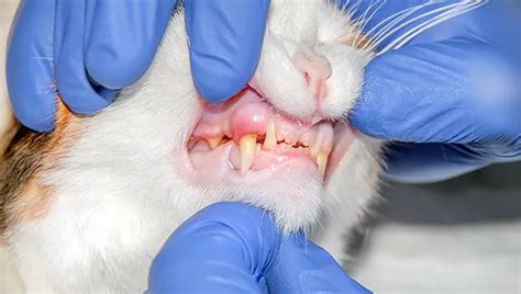 Feline Stomatitis Killarney Cat Hospital