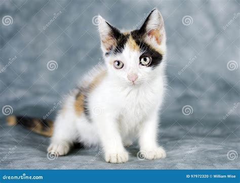 Calico white kitten cat stock photo. Image of georgia - 97972320