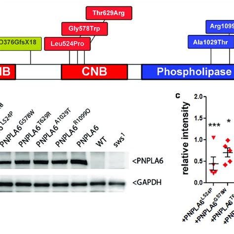 A Schematic Of PNPLA6 And Location Of The Generated Mutations TM