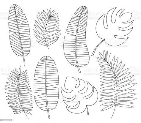 Tropical Leaves Sketch Set Stock Illustration Download Image Now Banana Leaf Line Art Art