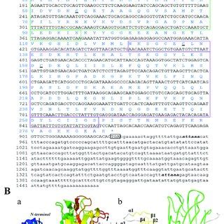 The Completed CDNA Deduced Amino Acid Sequence And The 3D Structure