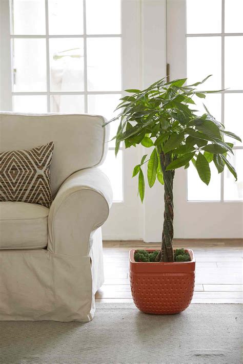 Indoor Trees that Spruce Up Any Space | Better Homes & Gardens