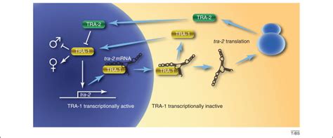 Two Timing Zinc Finger Transcription Factors Liaising With Rna Trends