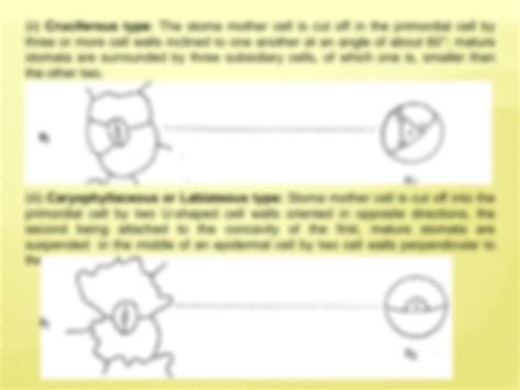 SOLUTION: Stomata types - Studypool