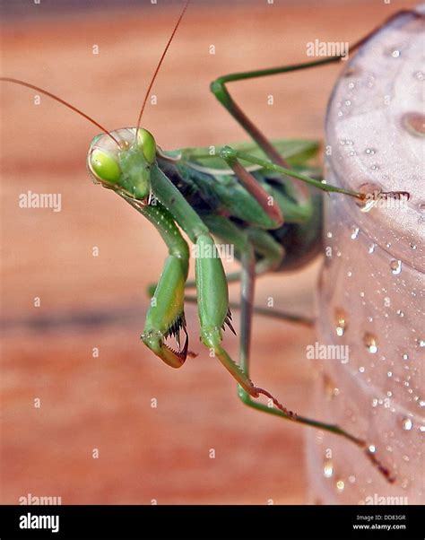 Praying Mantis Feeding Hi Res Stock Photography And Images Alamy