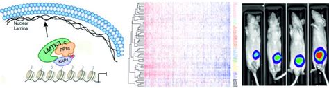 Research Giamas Lab School Of Life Sciences University Of Sussex