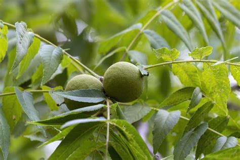 How to Identify the Common Black Walnut Tree