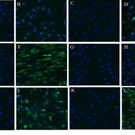 Immunofluorescence Analysis Of Ovine Uc Mscs Surface Markers A C E Download Scientific