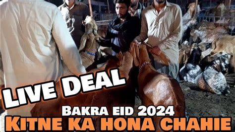 Live Soda Kitne Ka Hona Chahiye Desi Bakre Qurbani 2024