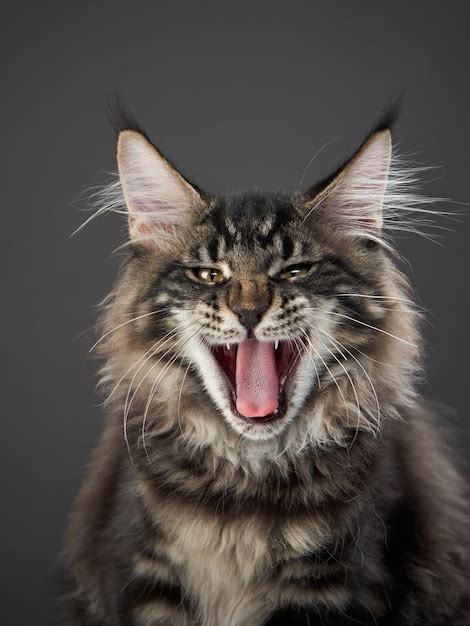 Gatito De Maine Coon En Un Retrato De Gato De Fondo Gris En Estudio